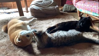 猫達にかまってほしい柴犬 Dog trying to get cats attention