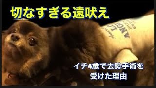 ４歳で去勢手術受けさせた理由#ポメラニアン#pomeranian #黒ポメ