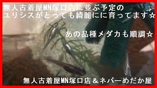 無人古着屋MN塚口店に並ぶ予定の品種メダカのユリシスがとっても綺麗に育ってきました☆あとあの品種メダカも順調に育ってきました☆ネバーめだか屋(神戸市北区道場)＆無人古着屋MN店(メダカ販売所)