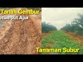 CARA MENGENDALIKAN HAMA RUMPUT DI PERKEBUNAN SEMANGKA MALAYSIA