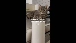 【ビビりねこの嫌いな物はラップ＆トイレットペーパーのシン】 表情に注目してください☺️#funny #funnycat #猫のいる暮らし #猫のいる暮らし #猫 #cat #catvideos