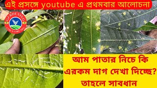 আম গাছের পাতার নিচে সাদা পোকা রোগ ও আমের ফলন রক্ষা করার উপায়। Mango white scale insects control