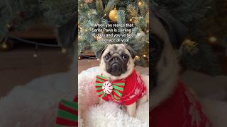 Mosy says it’s all LIES! 😤🎅🏼 #pug #dog #funny