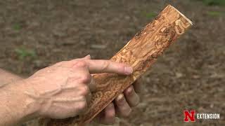 Emerald Ash Borer Update 2018