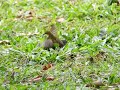 sunbird fighting 14 march 2019 part 2.