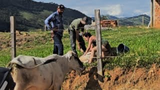 Curando a  bezerra Cora Coralina.