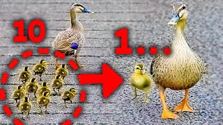 A miracle for mother duck [Animal Rescue] Baby duck migrates from pond to river [0531B]