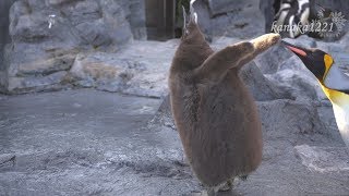 旭山動物園 気が強いキングペンギン雛42番