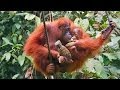 Injured Orangutan Mother and Baby Bonding in Borneo! Video