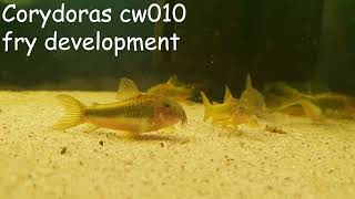 Corydoras cw010 fry development