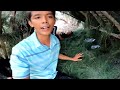 con này rẤt to 29h sinh tồn trong rừng ngập mặn kết quả bội thu cho team sang vlog