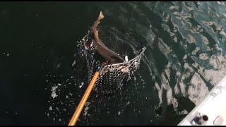 Jigging a 10lb Lake Trout - Northern Ontario