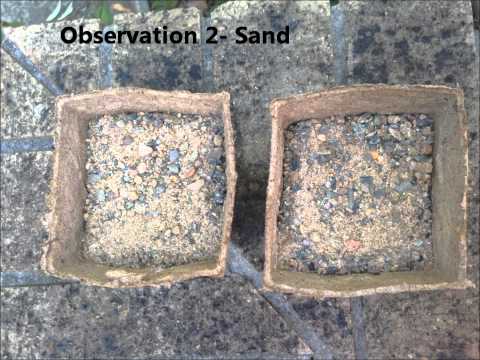 science experiment- Does the type of soil affect the growth rate of plants? science experiment- Does the type of soil affect the growth rate of plants?