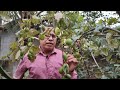 প্লাষ্টিকৰ বাল্টিত আপেল বগৰী উৎপাদন production of apple berry in plastic bucket