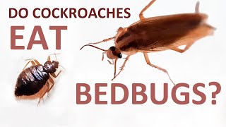 Do cockroaches eat bedbugs and will they eat all these parasites in an apartment?