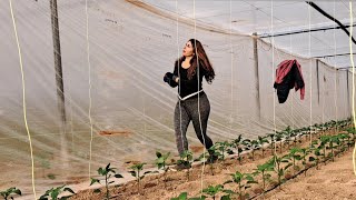 Os enseño el efecto de las TRICHODERMAS Y LAS MICORRIZAS 🌱después de coser el cortao.