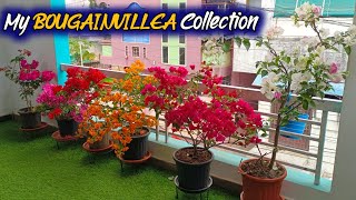 All Varieties of Bougainvillea | My Bougainvillea Collection 🥰😍| అందమైన కాగితం పూల మొక్కలు!