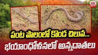 పంట పొలంలో కొండ చిలువ | A python in a crop field In Karimnagar | VBC ON TV