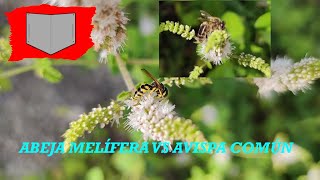 Honey bee vs Common wasp. Apis mellifera vs Vespula Germanica