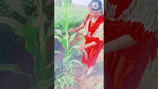 నేను వేసిన మొక్కజొన్న విత్తనాలు ##farming