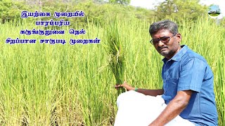 🟢Organic Cultivation: Excellent Cultivation of Traditional Karunguruvai Paddy🟢கருங்குறுவை சாகுபடி