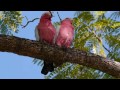 two galahs eolophus roseicapilla in the tree...