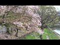 後楽園と岡山城　桜　岡山県