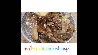 หาไข่มดแดงในสวนยาง ไข่ใหญ่มากๆ