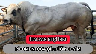 🇮🇹 #italy MEŞHUR ETÇİ IRKI “PİEDMENTOSA SIĞIRI” ÇİFTLİĞİ’ndeyim. #italy #piedmentosa #etırkı