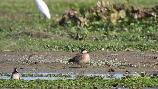 Baikal Teal Maguri Beel, Assam Jan 2025