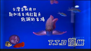 【樂魚愉人水族】T.T.D龍巢 新加波品牌紅龍 #樂魚愉人水族 #水族館 #紅龍 #血紅龍 #大型魚