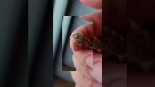 🦎MINI SALAMANQUESA COMÚN, Nuesta Gran Aliada 🦎 #tiktok #shorts #viral #youtubeshorts #animals