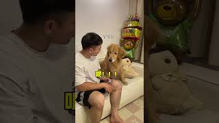 🐶：我是怎么防也防不住啊万物可爱计划 宅家治愈记 狗狗 萌宠 金毛