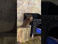 丸太にいる２匹の可愛いカワウソの赤ちゃんbaby otter ❤️生後3ヶ月　桂浜水族館にて