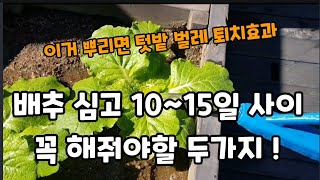 김장 배추\