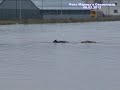 unique footage rescued animals in flood svilengrad bulgaria 06.02.2012