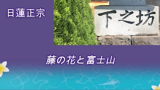 下之坊へ行き、藤の花と富士山を観てきた