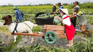 Super smart! Cutis asked Goat harvest big watermelons make smoothies