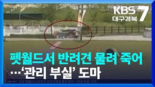 반려견 테마파크 상주견이 소형견 물어 죽여…“관리 부실에 분통” / KBS  2023.07.04.