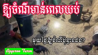 ឱ្យចំណីមាន់ទាពេលយប់ មាន់ទាស៊ីមេភ្លៀង