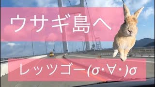 【うさぎ島】ウサギの楽園♪大久野島で癒された