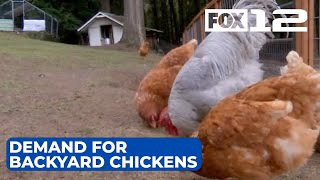 Demand for backyard chickens on the rise