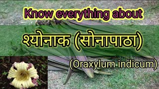 श्योनाक(सोनापाठा) || Ayurvedic Medicinal Plant || Dravyagun || Bams3rdyear