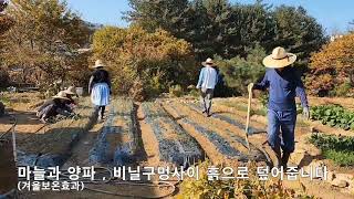 주말농장의 하루(마늘 양파 겨울나기 비법, 돌많은 흙 사용 비법), 마지막에 최대 비법 있어요~~~