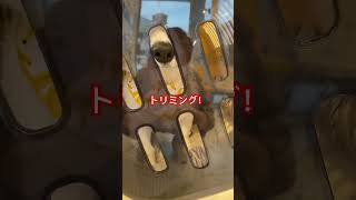 はじめてのトリミングでバナナのスタイをつけてもらったトマト🍅 #コーギー子犬 #トリミング