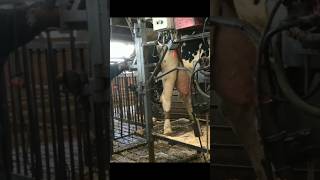 Revolutionary Cow Care: Exploring the Hoof Trimming Machine #cows