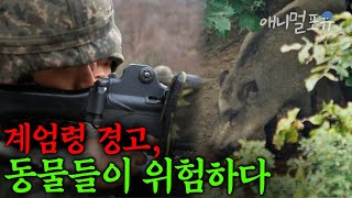 최전방 DMZ에 계엄령 시행되면 동물들이 겪게되는 일 I DMZ는 흐른다 I KBS 코리안 지오그래픽 141106 방송