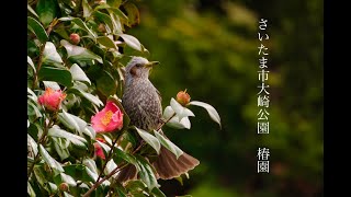 【4K さいたま市大崎公園　椿園 】 I went to the camellia garden.