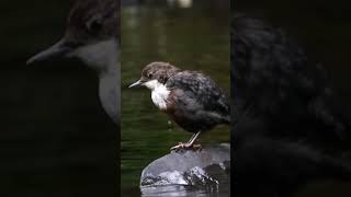 Dipper on the River Cynon, South Wales. #wildlife #dipper #mountainash #wales #nature #bird #birds