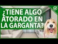 🐕 ¿Qué hacer si mi PERRO tiene algo ATORADO en la GARGANTA? - Primeros auxilios caninos 🐕